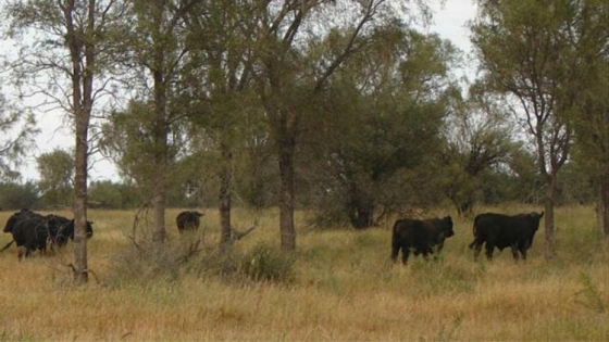 Córdoba impulsa un modelo de ganadería sostenible para preservar el bosque nativo