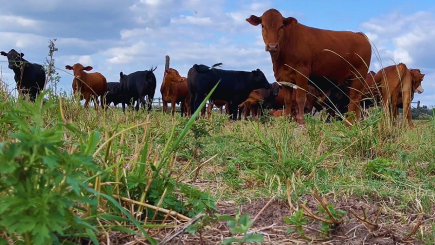 Qué aportan las pasturas del NEA: el INTA midió proteínas y minerales para mejorar la alimentación del ganado