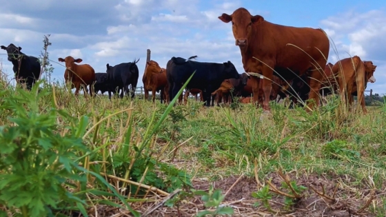 Qué aportan las pasturas del NEA: el INTA midió proteínas y minerales para mejorar la alimentación del ganado