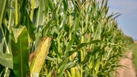 Maíz de 12 toneladas sin fertilizante: el impacto del cultivo de servicios en la nutrición del maíz en la Patagonia