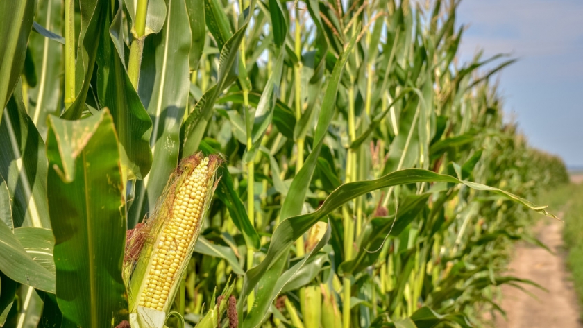 Maíz de 12 toneladas sin fertilizante: el impacto del cultivo de servicios en la nutrición del maíz en la Patagonia