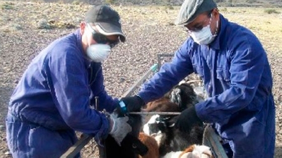 Se entregaron vacunas contra la brucelosis caprina en Catamarca