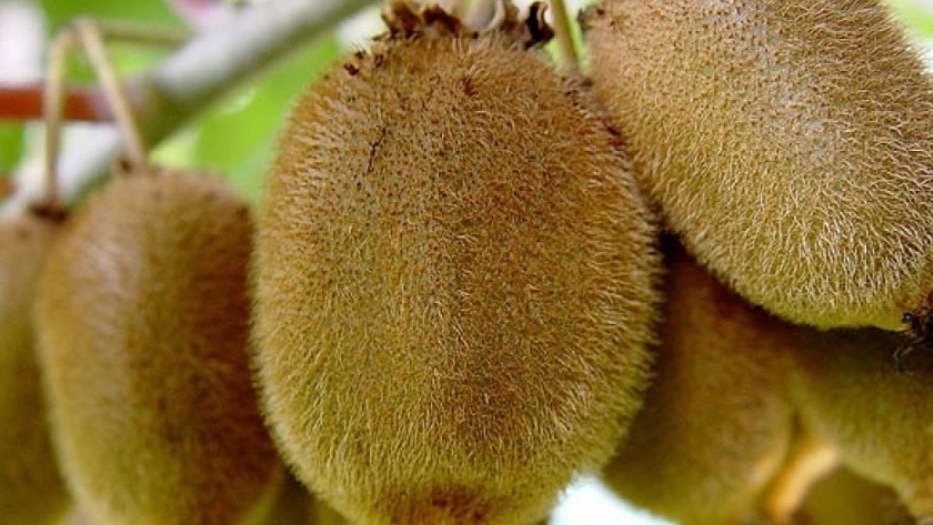Vigilancia fitosanitaria de Cacoecimorpha pronubana plaga que afecta a frutales