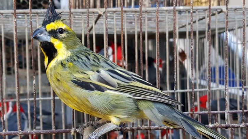 En Villa María, Policía Ambiental rescató cerca de 200 aves en cautiverio