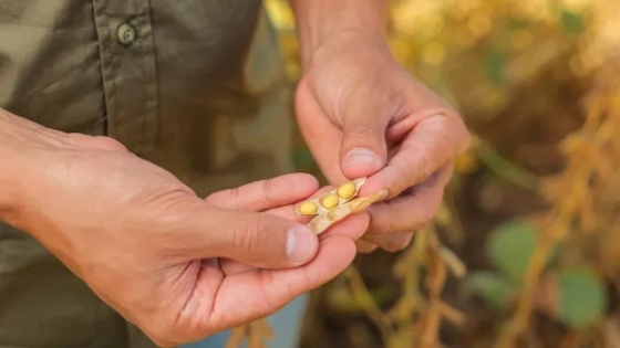 La soja N°1 de la Argentina: se acerca el evento técnico más importante del cultivo que perdió rinde vs. Estados Unidos y Brasil y que busca revancha con biotecnología