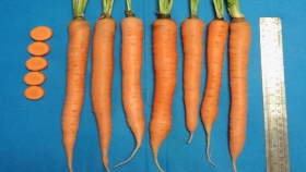 El INTA presenta una nueva variedad de zanahoria