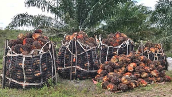 <Cinco claves sobre el cultivo de palma africana en América Latina