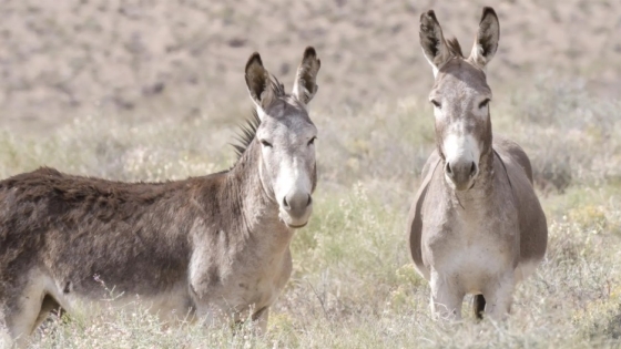 Burros ferales, de amenaza a aliados: la estrategia ecológica que busca restaurar grandes desiertos del planeta