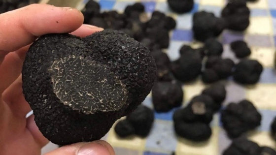 Trufas: “Diamantes negros” made in Argentina