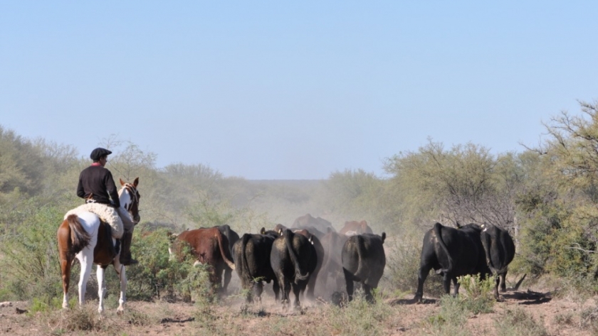 Primera Prueba de Toros en Campo Experimental del INTA en Chacharranendi
