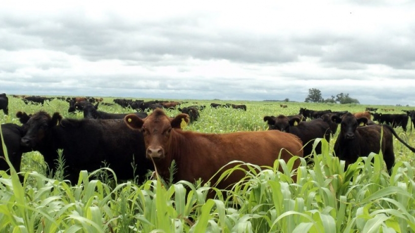 Agricultura y ganadería en Arrecifes: un vistazo al corazón productivo de la región