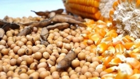 El impacto del informe mensual del USDA en el mercado de Rosario