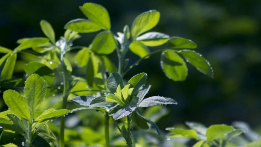 Desarrollan variedades de alfalfa con mayor calidad nutritiva