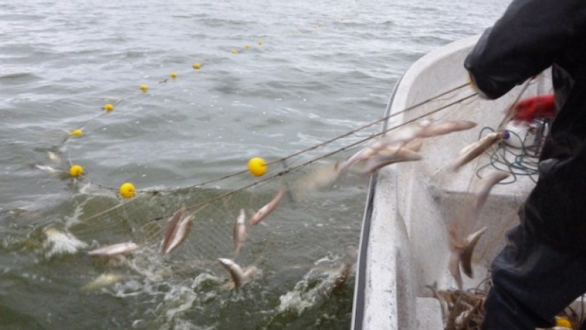 El MDA habilitó la pesca comercial de pejerrey en la laguna de Trenque Lauquen