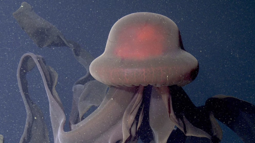 Descubren a la medusa más misteriosa del océano: avistamientos inéditos en la Antártida