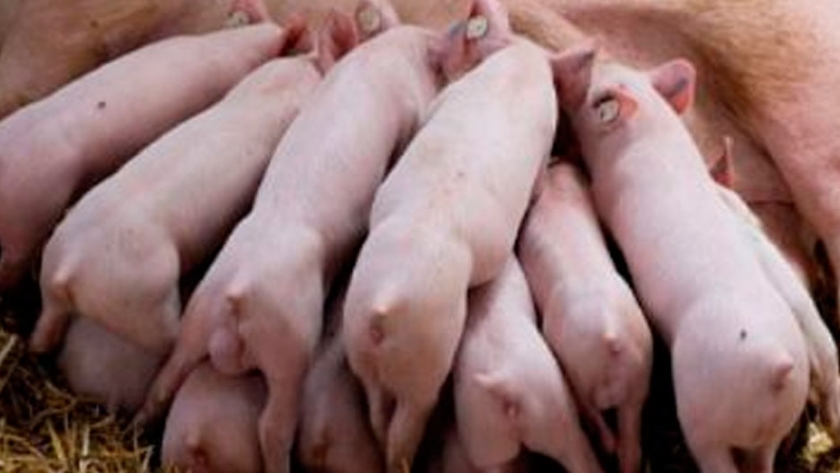 El ojo puesto en la alimentación al final de la gestación