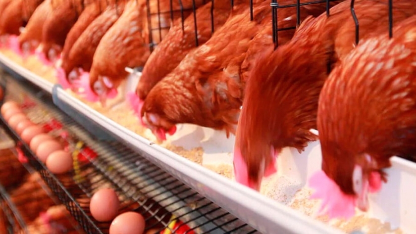 Destacaron un trabajo del INTA sobre coccidiosis aviar
