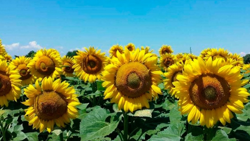 Syngenta lanzó Miravis Duo para girasol