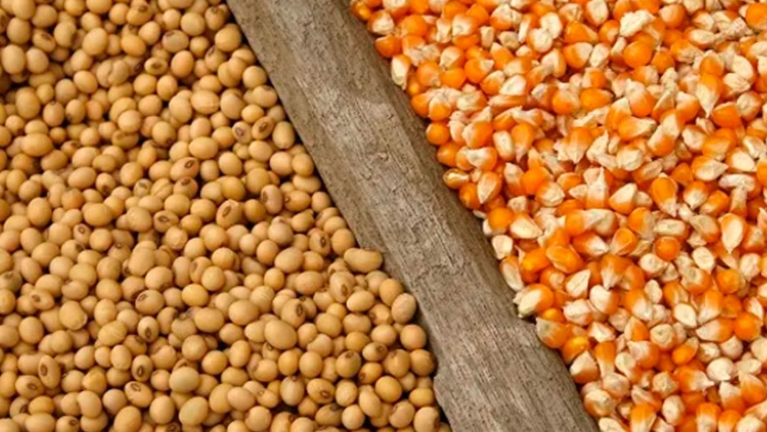 La soja vuelve a subir con fuerza y un inusual anuncio del USDA impulsa al maíz