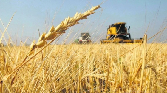 La falta de lluvias complica la siembra final del trigo en Argentina