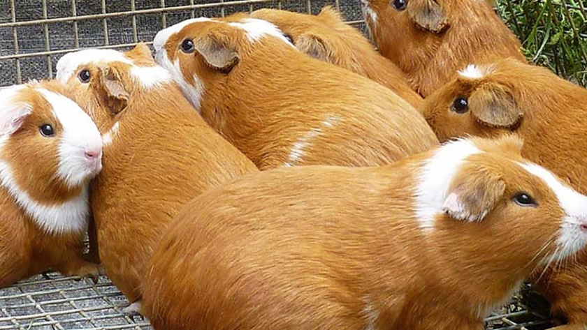 Lanzan proyecto para impulsar crianza de cuy en ocho regiones