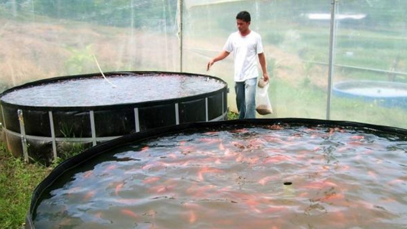La pesca y la acuicultura impulsaron el crecimiento del pib del sector agropecuario