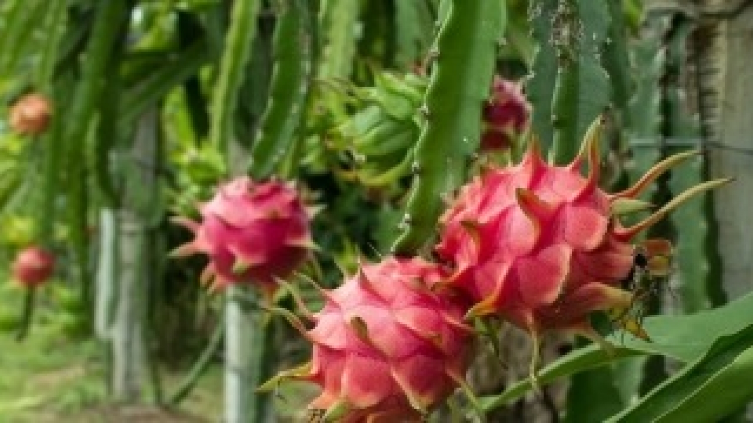 Cultivo de pitaya en Argentina: el INTA Corrientes evalúa 65 materiales