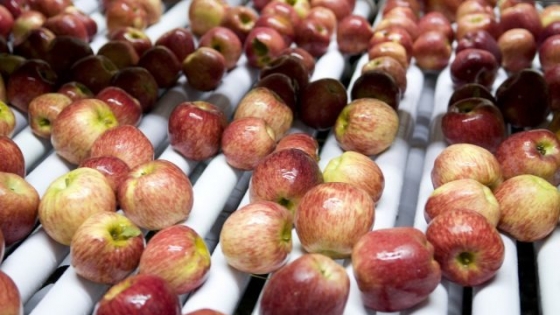 Exportan toneladas de peras y manzanas a Brasil