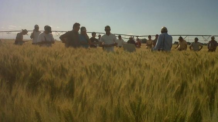 El trigo 2021/22 viene con más anticuerpos