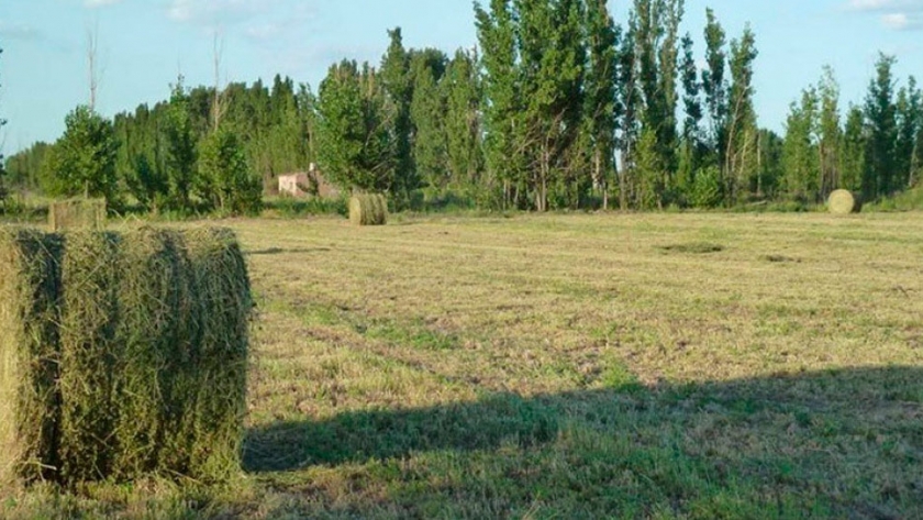 Forrajes: crece la producción en Río Negro