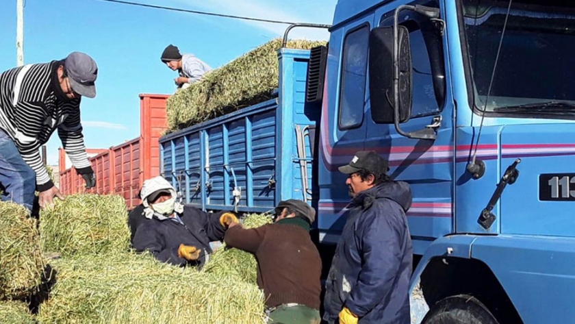 Está llegando la asistencia con forrajes a productores ganaderos afectados por las nevadas