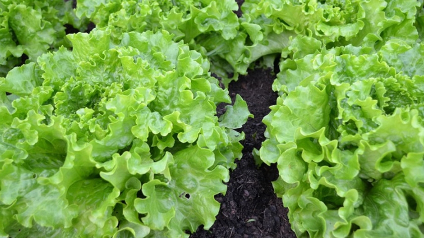 Investigación participativa en horticultura. Juntos hacia la agroecología
