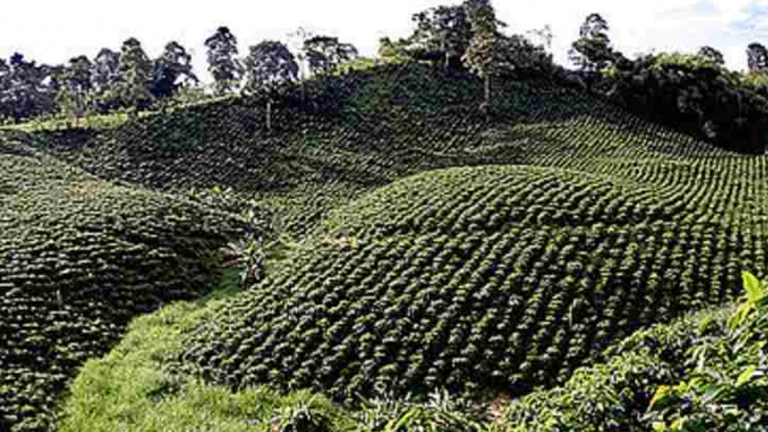 Brillo solar determina potencial productivo del café