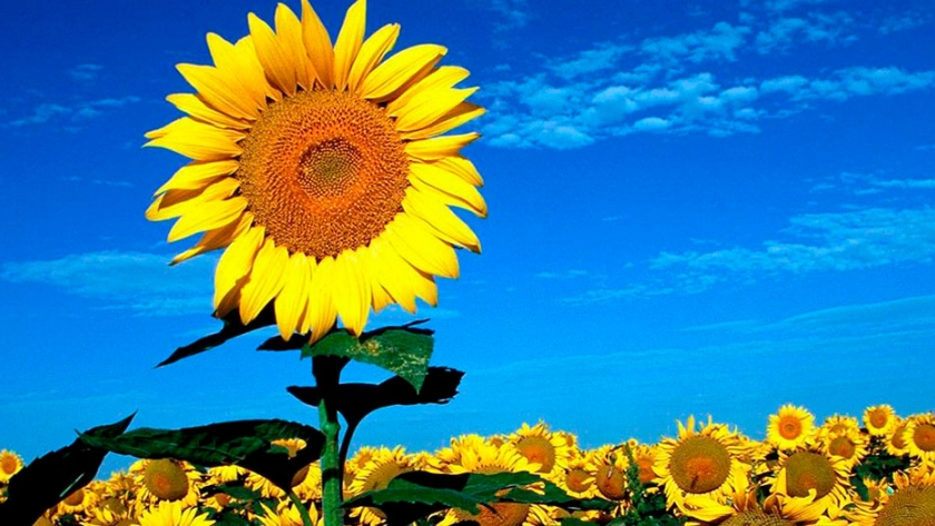 El girasol en el norte de Argentina 