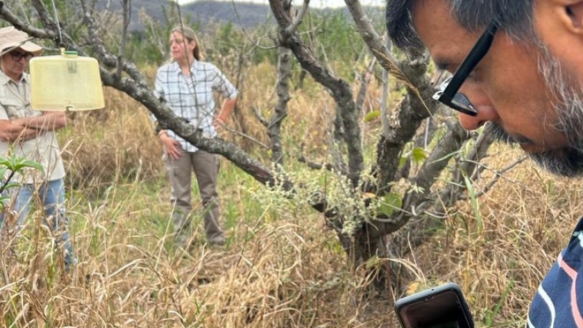 Senasa: control y erradicación de mosca de los frutos en Jujuy