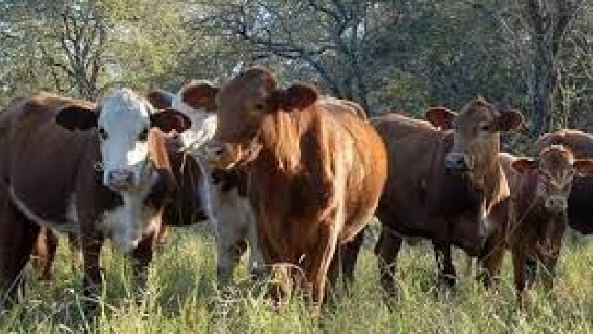 Prevén que en 2023 la demanda mundial de carne siga creciendo por encima de la oferta exportable