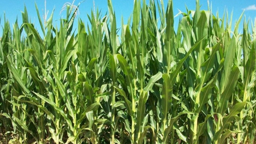 Un hallazgo podría bajar los costos de producir maíz