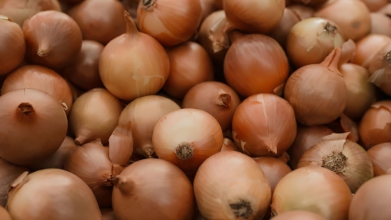 El INTA lanza ‘Tonada’, una cebolla argentina que impulsa la innovación agrícola nacional