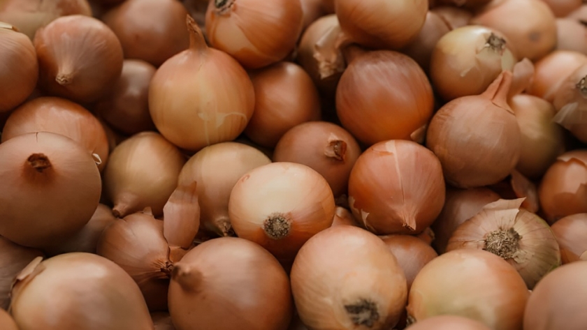 El INTA lanza ‘Tonada’, una cebolla argentina que impulsa la innovación agrícola nacional