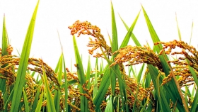 ARS trabajando para crear arroz bajo uso reducido de agua