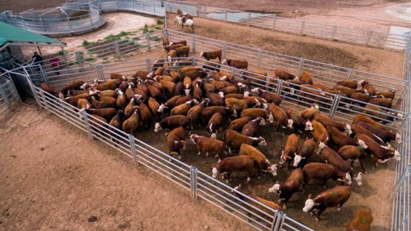 Bienestar animal, los secretos de la manga