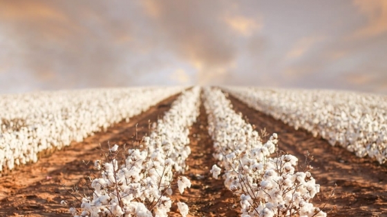 Por las nubes: la sequía disparó los precios de algodón en varias regiones del mundo