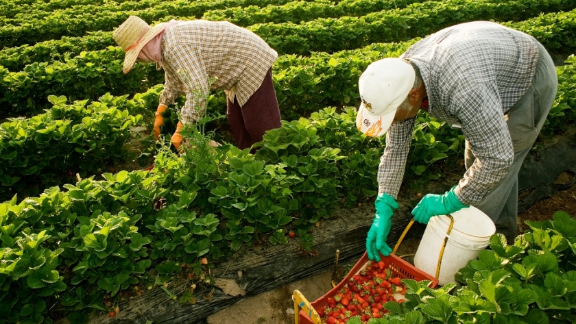 Sigue creciendo la brecha de precios entre lo que paga el consumidor y lo que recibe el productor