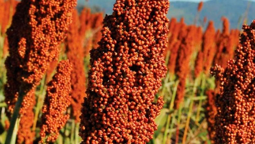 Las expectativas en la mejora de siembra de sorgo permiten sumar 100 mil hectáreas