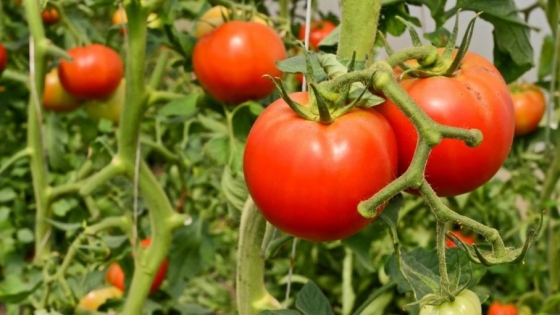 <Los bioinsumos ganan terreno en la producción de tomate para industria