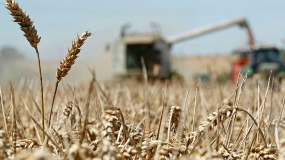 Rusia suspende exportaciones de trigo, centeno, cebada y maíz