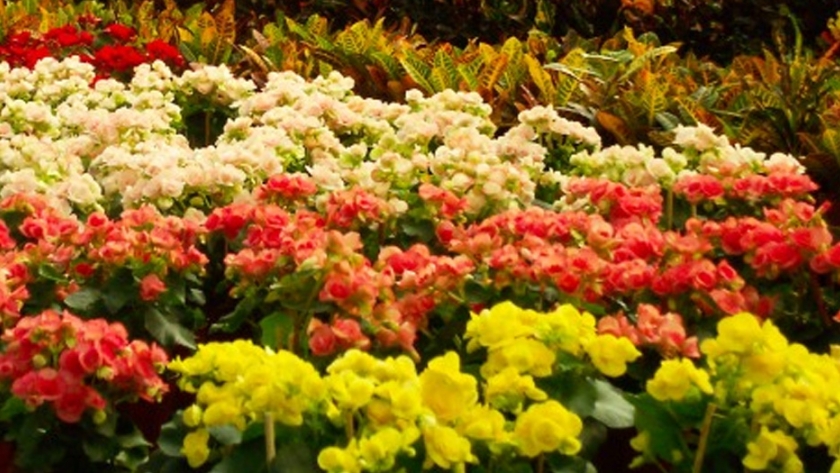 Cómo producir plantas y flores ornamentales en cuarentena