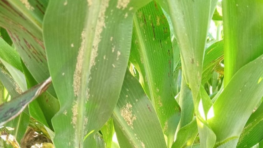 Apareció pulgón de la caña de azúcar en sorgo, alertan por los daños que puede causar