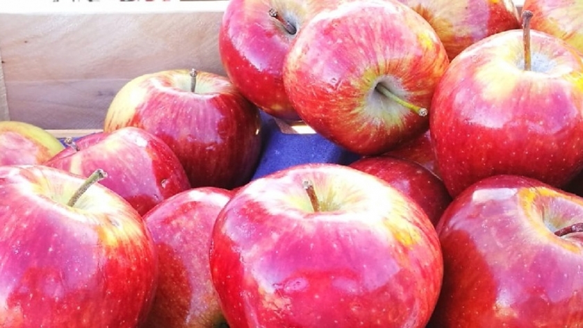La manzana Red Delicious protagonista en la cosecha de los valles rionegrinos