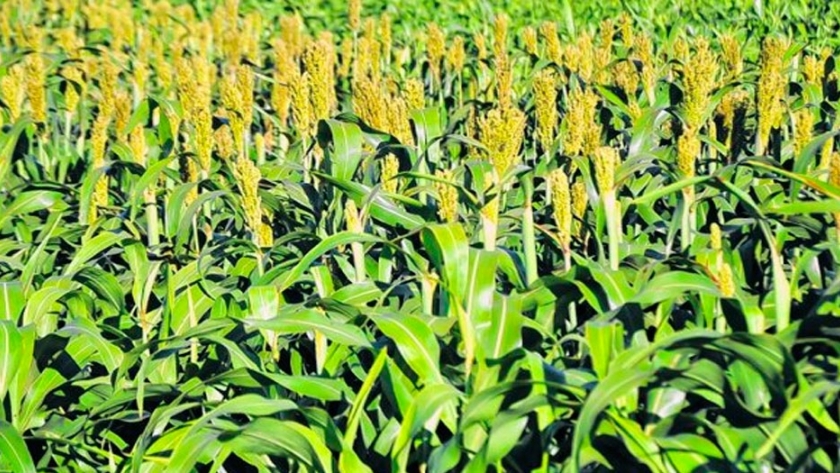 Cómo cuidar la biodiversidad de los agroecosistemas 